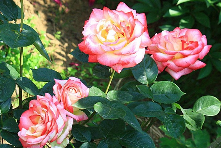 韩城市的市花是什么?