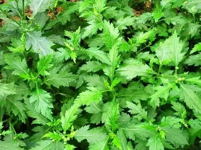 菊花脑图片分享及其介绍