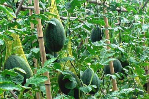 黑美人西瓜的种植，做好这三点种出的黑美人西瓜甜又大