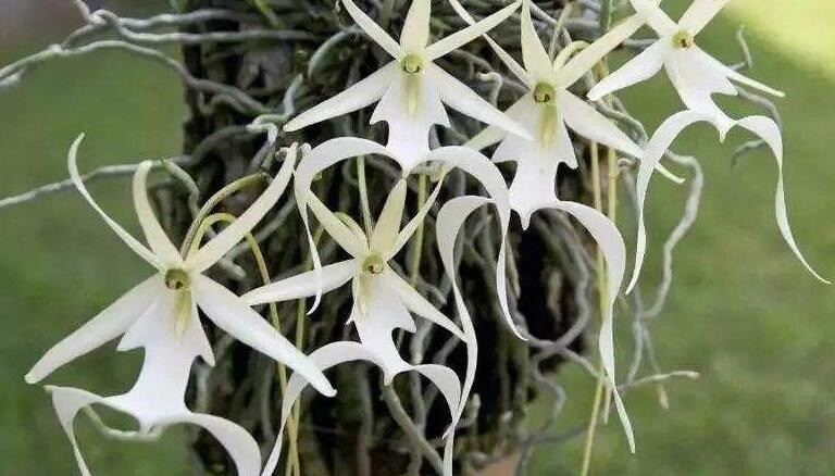 鬼兰多少钱?鬼<a href='https://www.861230.com/guanhuazhiwu/6593.html' target='_blank'><u>兰花</u></a>的价格