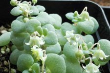 银富鳞怎么养 多肉植物银富鳞种植养护技巧