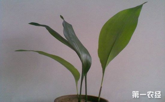 粽叶是什么植物的叶子？箬叶和粽叶有区别吗？