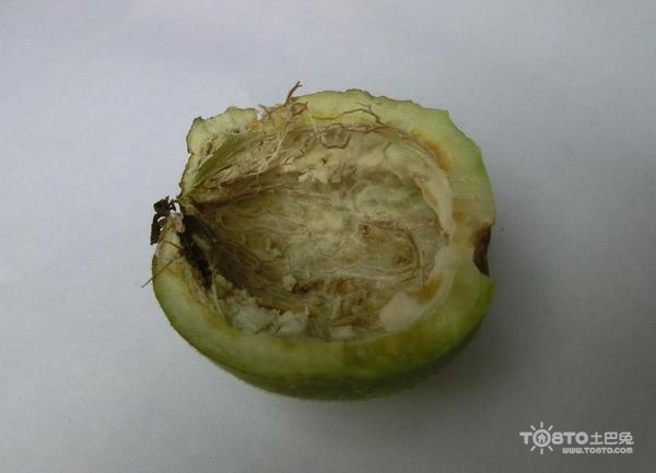 核桃皮的功效与作用 牢记15个秘方