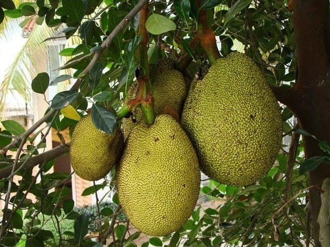 木菠萝(菠萝蜜)什么时候成熟?