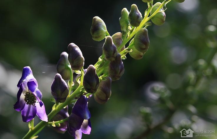 附子花简介 附子花的毒性多强