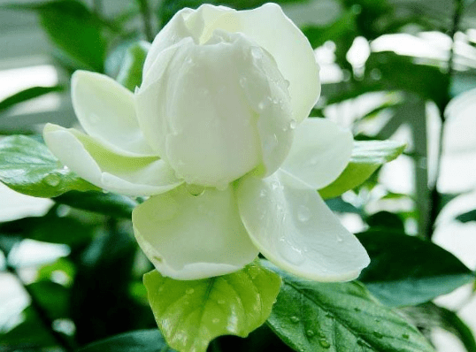 <a href='https://www.861230.com/guanhuazhiwu/11.html' target='_blank'><u>栀子花</u></a>开的季节是什么时候?