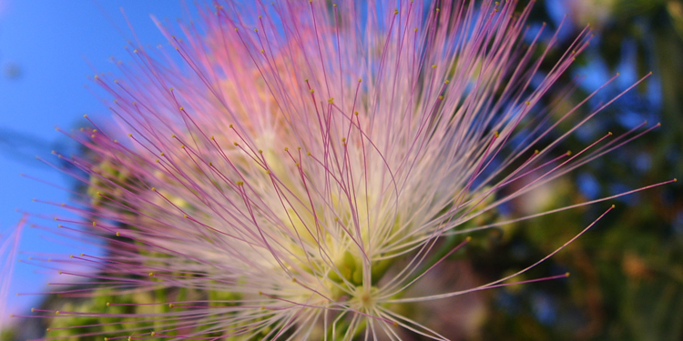 芙蓉树(合欢树)的养殖方法 芙蓉树怎么养