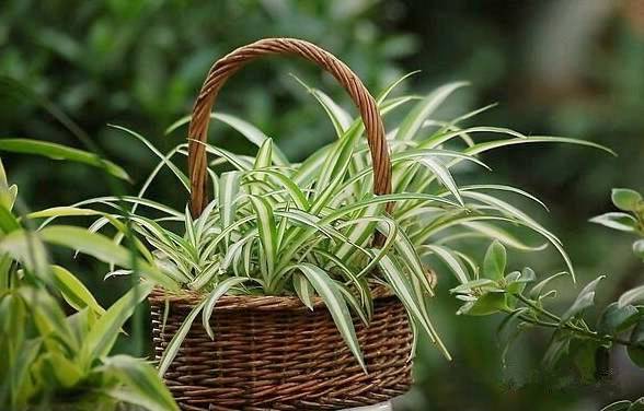吊兰开花问题详解