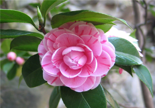 玛丽安<a href='https://www.ahuacao.com/guanhuazhiwu/52.html' target='_blank'><u>茶花</u></a>花期 玛丽安<a href='https://www.ahuacao.com/guanhuazhiwu/52.html' target='_blank'><u>茶花</u></a>如何养