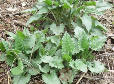 东北野菜有哪些?故乡的野菜大全