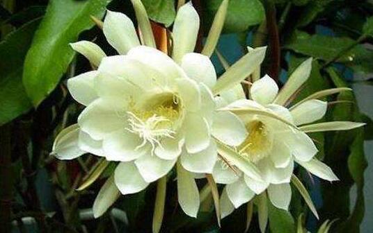 昙花一现只为韦陀什么意思