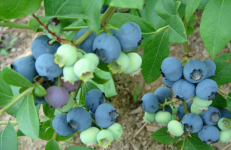 黑珍珠蓝莓营养价值有哪些 蓝莓的功效与作用