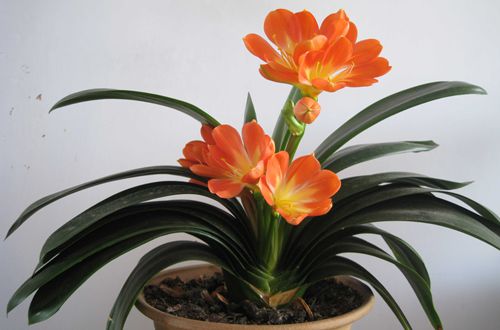 <a href='https://www.861230.com/guanhuazhiwu/6588.html' target='_blank'><u>大花君子兰</u></a>图片欣赏及植株介绍