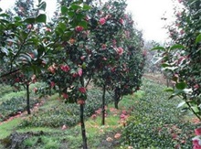 <a href='https://www.ahuacao.com/guanhuazhiwu/52.html' target='_blank'><u>茶花</u></a>新品“并蒂嫦娥”