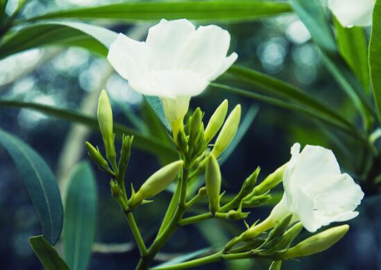 <a href='https://www.861230.com/guanhuazhiwu/11.html' target='_blank'><u>栀子花</u></a>什么时候开花,<a href='https://www.861230.com/guanhuazhiwu/11.html' target='_blank'><u>栀子花</u></a>花期在5~8月/6月底最旺盛