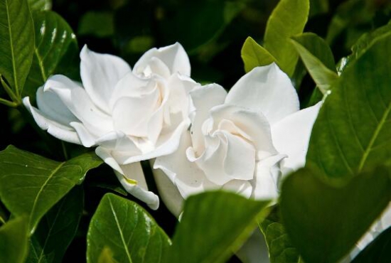 <a href='https://www.861230.com/guanhuazhiwu/11.html' target='_blank'><u>栀子花</u></a>什么时候开花,<a href='https://www.861230.com/guanhuazhiwu/11.html' target='_blank'><u>栀子花</u></a>花期在5~8月/6月底最旺盛