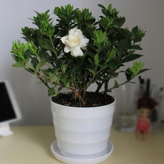 <a href='https://www.861230.com/guanhuazhiwu/11.html' target='_blank'><u>栀子花</u></a>什么时候开花,<a href='https://www.861230.com/guanhuazhiwu/11.html' target='_blank'><u>栀子花</u></a>花期在5~8月/6月底最旺盛