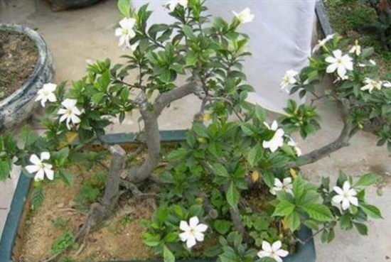 <a href='https://www.861230.com/guanhuazhiwu/11.html' target='_blank'><u>栀子花</u></a>什么时候开花,<a href='https://www.861230.com/guanhuazhiwu/11.html' target='_blank'><u>栀子花</u></a>花期在5~8月/6月底最旺盛