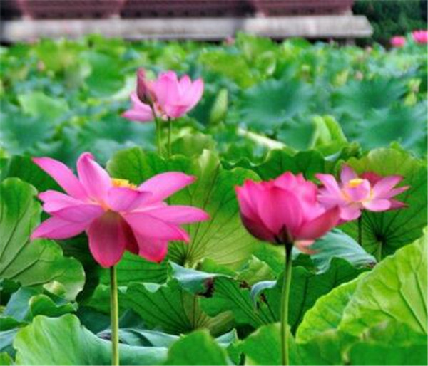 杭州西湖<a href='https://www.861230.com/guanhuazhiwu/1062.html' target='_blank'><u>荷花</u></a>什么时候开 安龙<a href='https://www.861230.com/guanhuazhiwu/1062.html' target='_blank'><u>荷花</u></a>节是什么时候