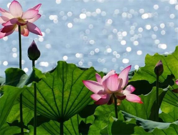 杭州西湖<a href='https://www.861230.com/guanhuazhiwu/1062.html' target='_blank'><u>荷花</u></a>什么时候开 安龙<a href='https://www.861230.com/guanhuazhiwu/1062.html' target='_blank'><u>荷花</u></a>节是什么时候
