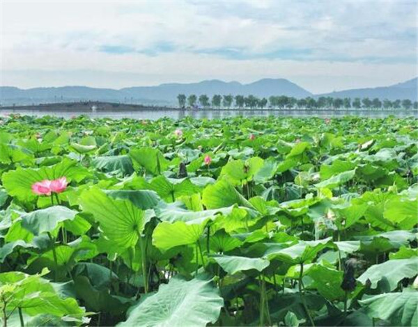 杭州西湖<a href='https://www.861230.com/guanhuazhiwu/1062.html' target='_blank'><u>荷花</u></a>什么时候开 安龙<a href='https://www.861230.com/guanhuazhiwu/1062.html' target='_blank'><u>荷花</u></a>节是什么时候