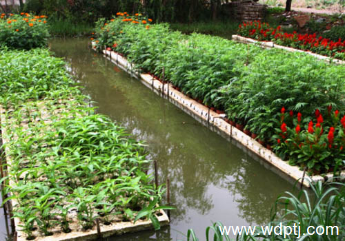 水上蔬菜种植技术详解