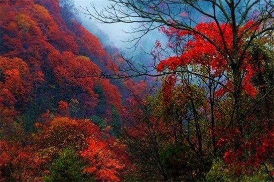 唐家河红叶10~11月是最佳观赏期