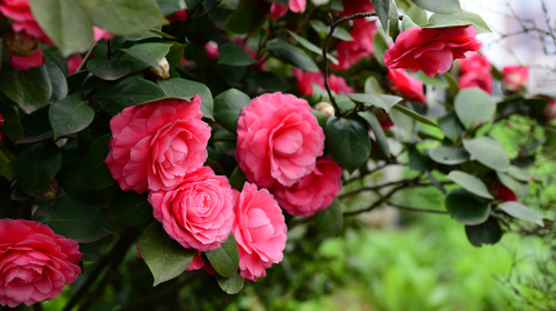 家里为什么不能养<a href='https://www.ahuacao.com/guanhuazhiwu/52.html' target='_blank'><u>茶花</u></a> 原因是什么