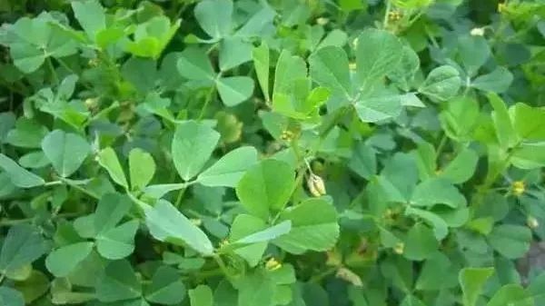 野苜蓿图片 野苜蓿的功效介绍