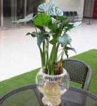 适合室内养的水生植物，盘点18种室内常见水生植物