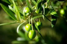 橄榄果的功效与作用及食用方法