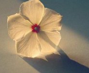 花与生活的唯美句子 花与生活的经典语录