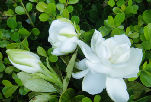 <a href='https://www.861230.com/guanhuazhiwu/11.html' target='_blank'><u>栀子花</u></a>黄叶怎么回事_如何处理?