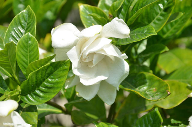 <a href='https://www.861230.com/guanhuazhiwu/11.html' target='_blank'><u>栀子花</u></a>黄叶怎么回事_如何处理?