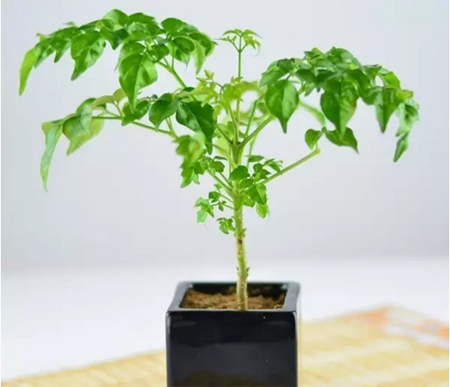幸福树疯狂掉叶子,照这几个原因自查,解救你的树!