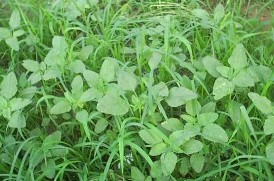 马子涵野菜的四大功效