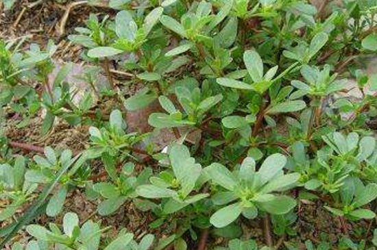 马子涵野菜的四大功效