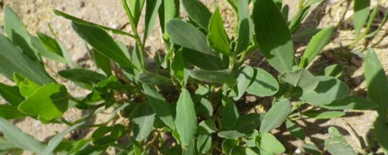 马子涵野菜的四大功效