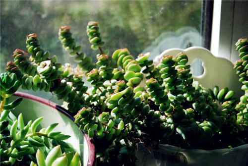 钱串子花图片,钱串子花的养殖方法