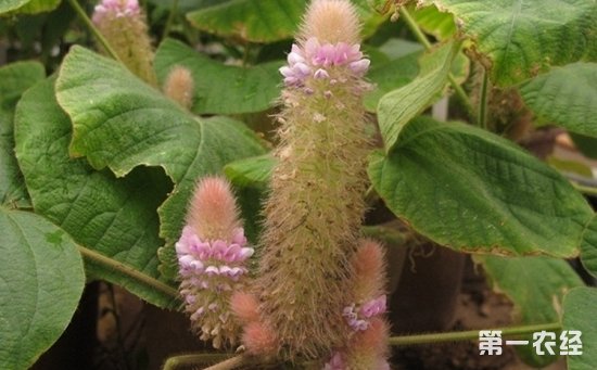 世界上有兔耳朵草吗?兔耳朵草长什么样?(图集)