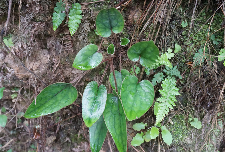 世界上有兔耳朵草吗?兔耳朵草长什么样?(图集)