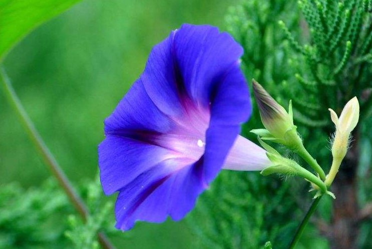<a href='https://www.861230.com/guanhuazhiwu/6626.html' target='_blank'><u>喇叭花</u></a>的花语是什么？<a href='https://www.861230.com/guanhuazhiwu/6626.html' target='_blank'><u>喇叭花</u></a>有什么寓意？