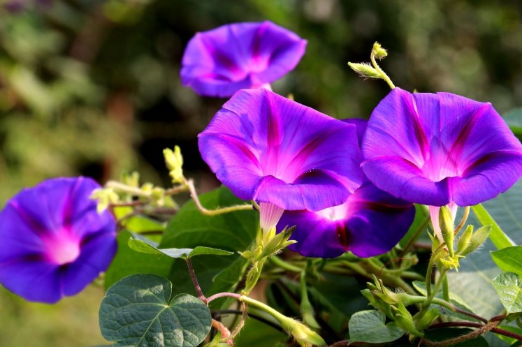 <a href='https://www.861230.com/guanhuazhiwu/6626.html' target='_blank'><u>喇叭花</u></a>的花语是什么？<a href='https://www.861230.com/guanhuazhiwu/6626.html' target='_blank'><u>喇叭花</u></a>有什么寓意？