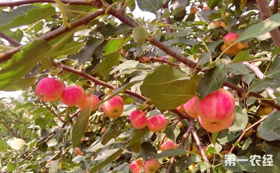 沙果花什么颜色？沙果树开出沙果花（图片）