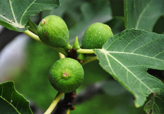 无花果叶怎么吃?无花果叶的食用方法简介