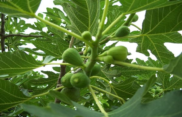 无花果叶怎么吃?无花果叶的食用方法简介