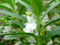 凤仙花是怎样传播种子的