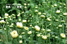 杭白菊的功效与作用及食用方法介绍