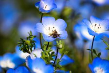 粉蝶花怎么养，6种日常养护方法
