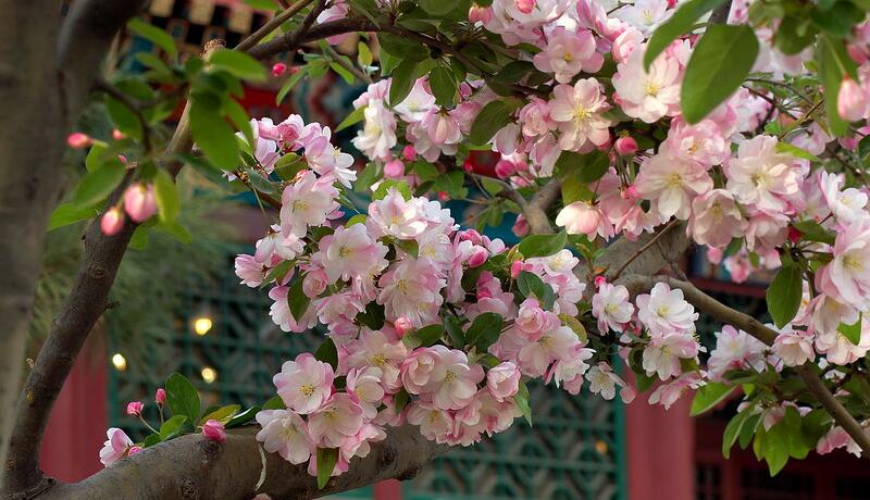 海棠花怎么养护?海棠花的养护方法